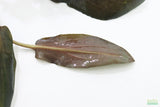 Cryptocoryne beckettii