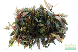 Cryptocoryne beckettii