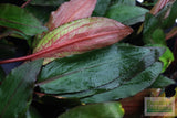 Cryptocoryne Tropica