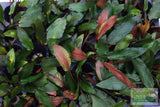Cryptocoryne Tropica