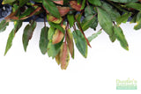 Cryptocoryne Tropica