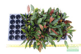 Cryptocoryne Tropica