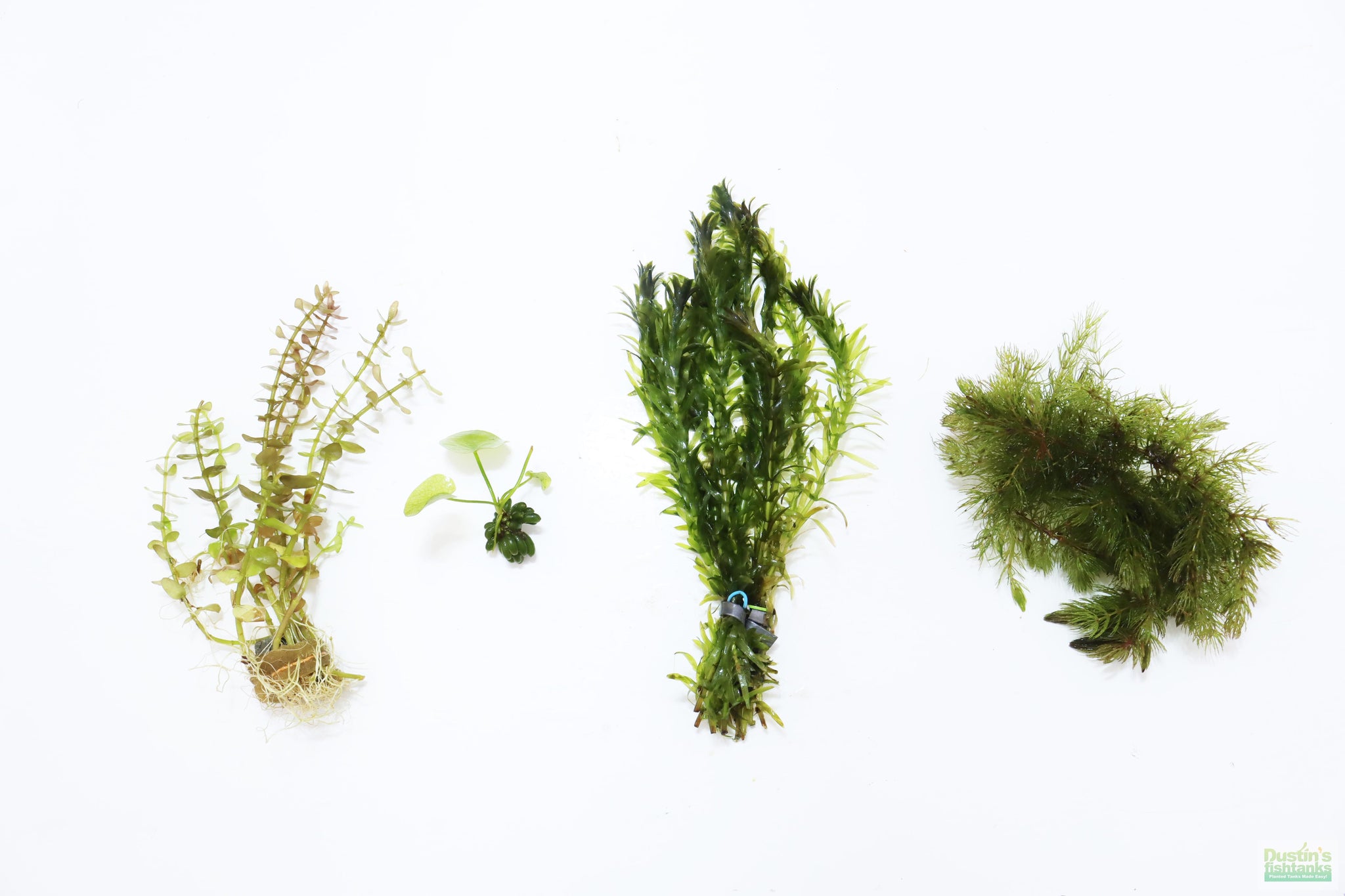can plastic plants kill fish Can't Kill it Planted Combo (4 Plants For $24.95) – DustinsFishtanks