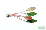 Cryptocoryne albida