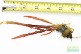 Cryptocoryne albida