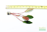 Cryptocoryne albida