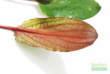Cryptocoryne albida