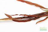 Cryptocoryne albida