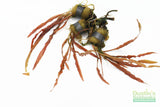Cryptocoryne albida