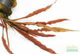 Cryptocoryne albida