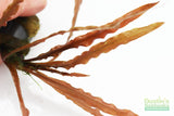 Cryptocoryne albida
