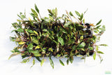 Cryptocoryne beckettii