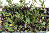 Cryptocoryne beckettii