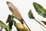 Cryptocoryne beckettii
