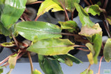 Cryptocoryne beckettii