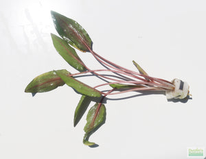 Cryptocoryne beckettii