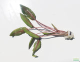 Cryptocoryne beckettii
