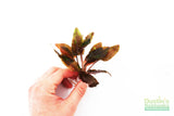 Cryptocoryne beckettii