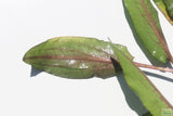 Cryptocoryne beckettii