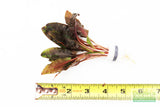 Cryptocoryne beckettii
