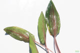 Cryptocoryne beckettii