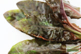 Cryptocoryne beckettii