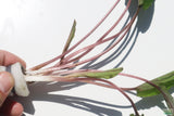 Cryptocoryne beckettii
