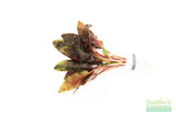 Cryptocoryne beckettii
