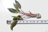 Cryptocoryne beckettii