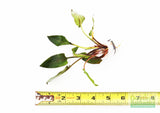 CRYPTOCORYNE MIOYA (Foreground Crypt)