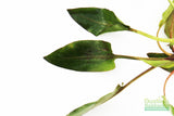 CRYPTOCORYNE MIOYA (Foreground Crypt)
