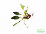 CRYPTOCORYNE MIOYA (Foreground Crypt)