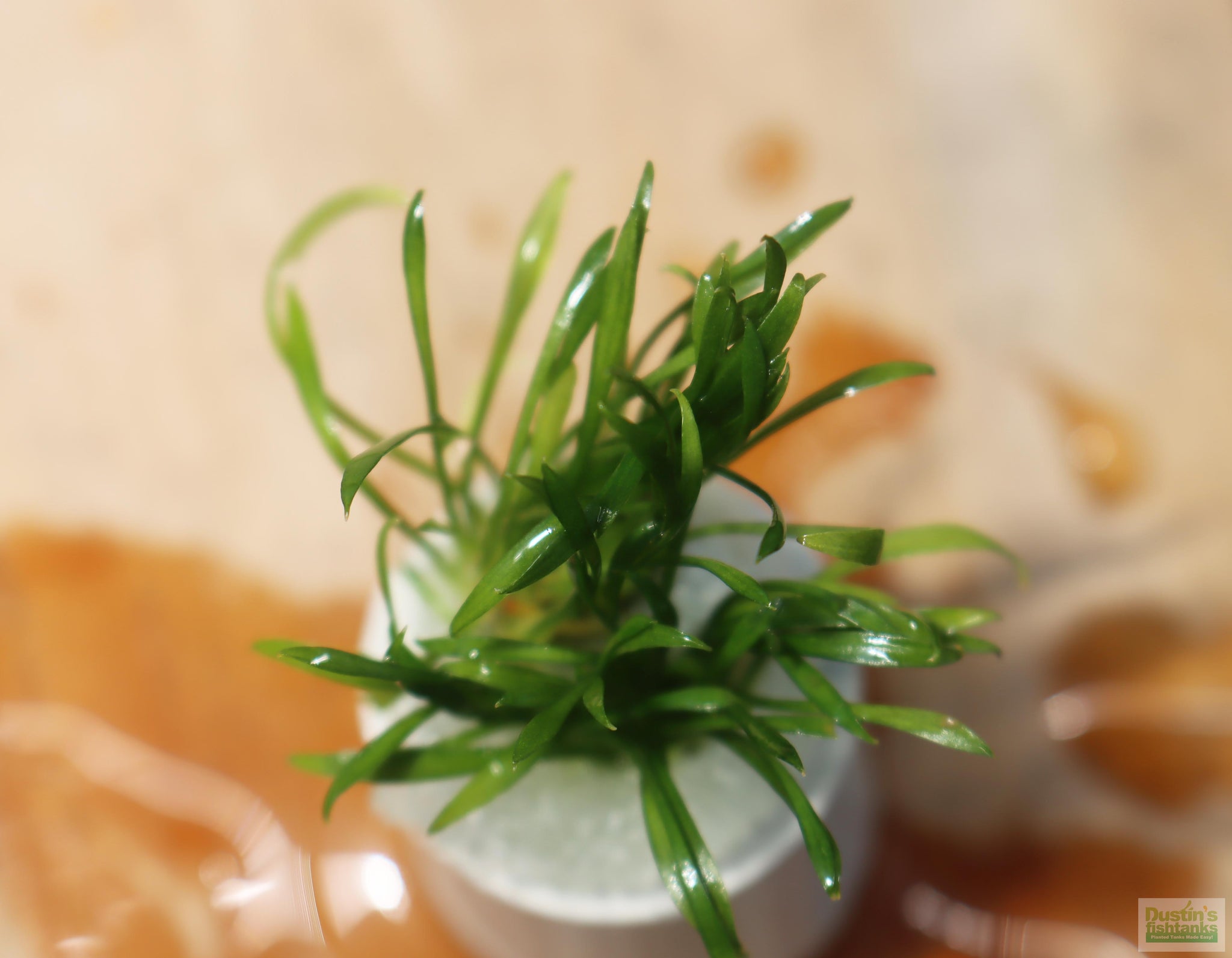 Cryptocoryne Parva (short crypt) – DustinsFishtanks
