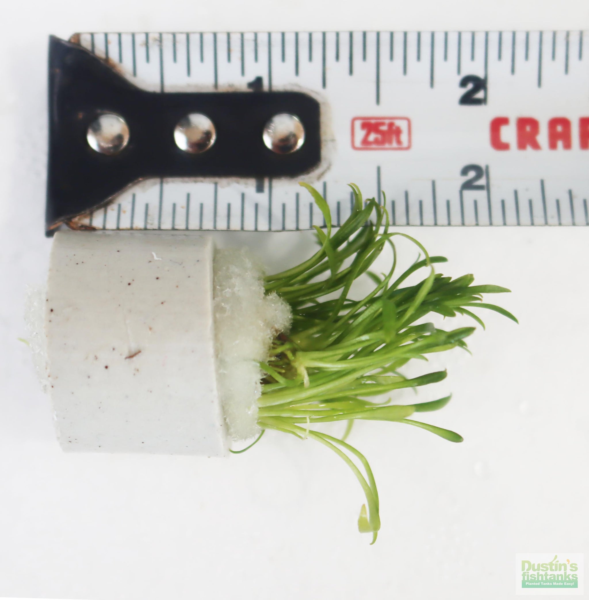 Cryptocoryne Parva (short crypt) – DustinsFishtanks