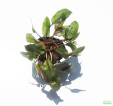 Cryptocoryne Tropica