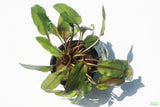 Cryptocoryne Tropica