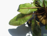 Cryptocoryne Tropica