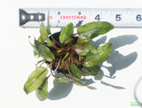 Cryptocoryne Tropica