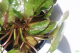 Cryptocoryne Tropica