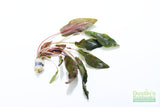 Cryptocoryne Tropica