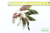 Cryptocoryne Tropica