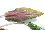 Cryptocoryne Tropica