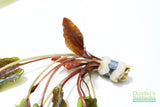 Cryptocoryne Tropica