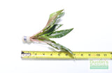 Cryptocoryne beckettii