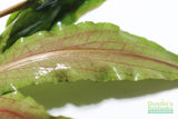 Cryptocoryne beckettii