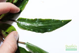 Cryptocoryne beckettii