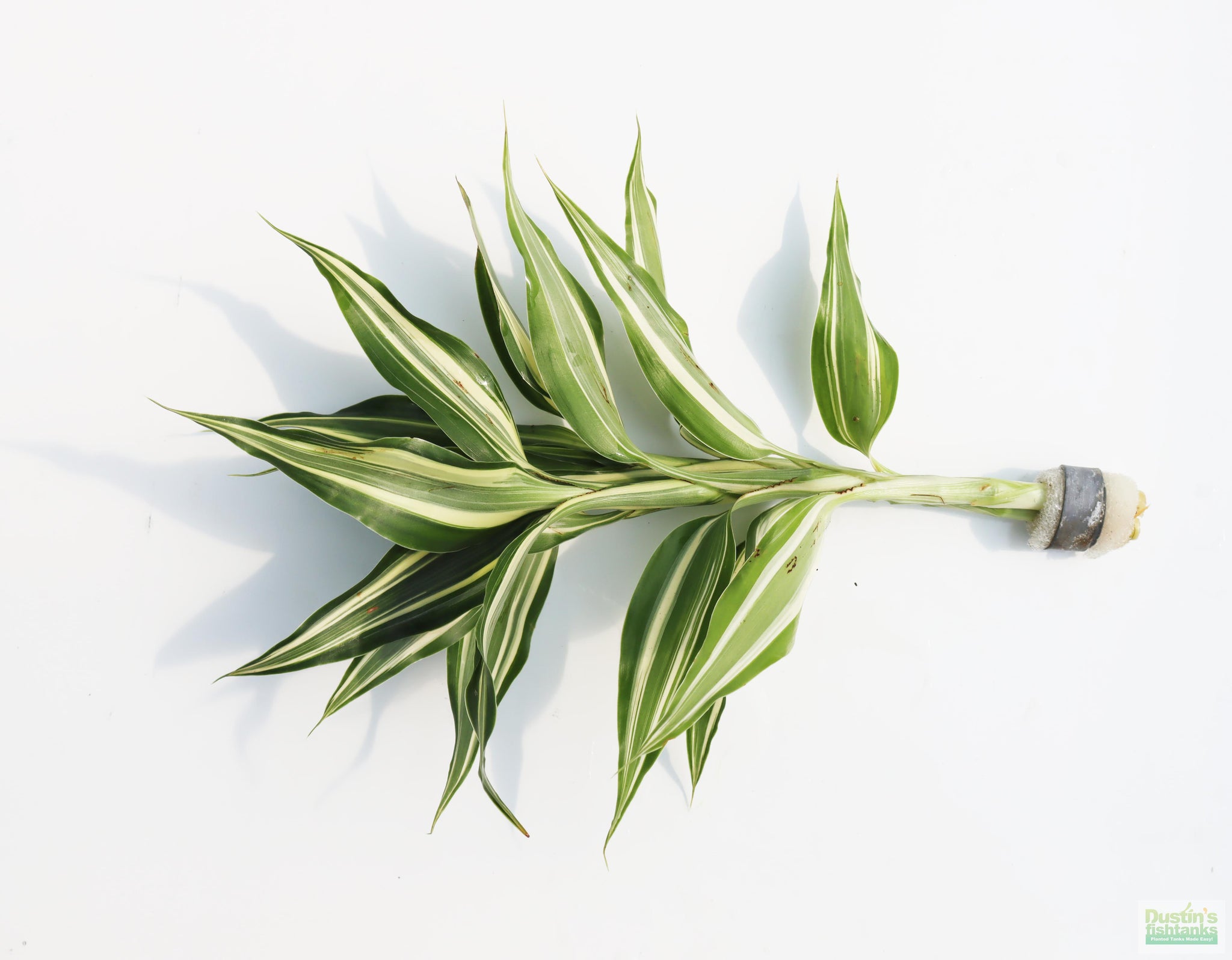 dracaena fragrans green Dracaena Plant (fragrans) – DustinsFishtanks