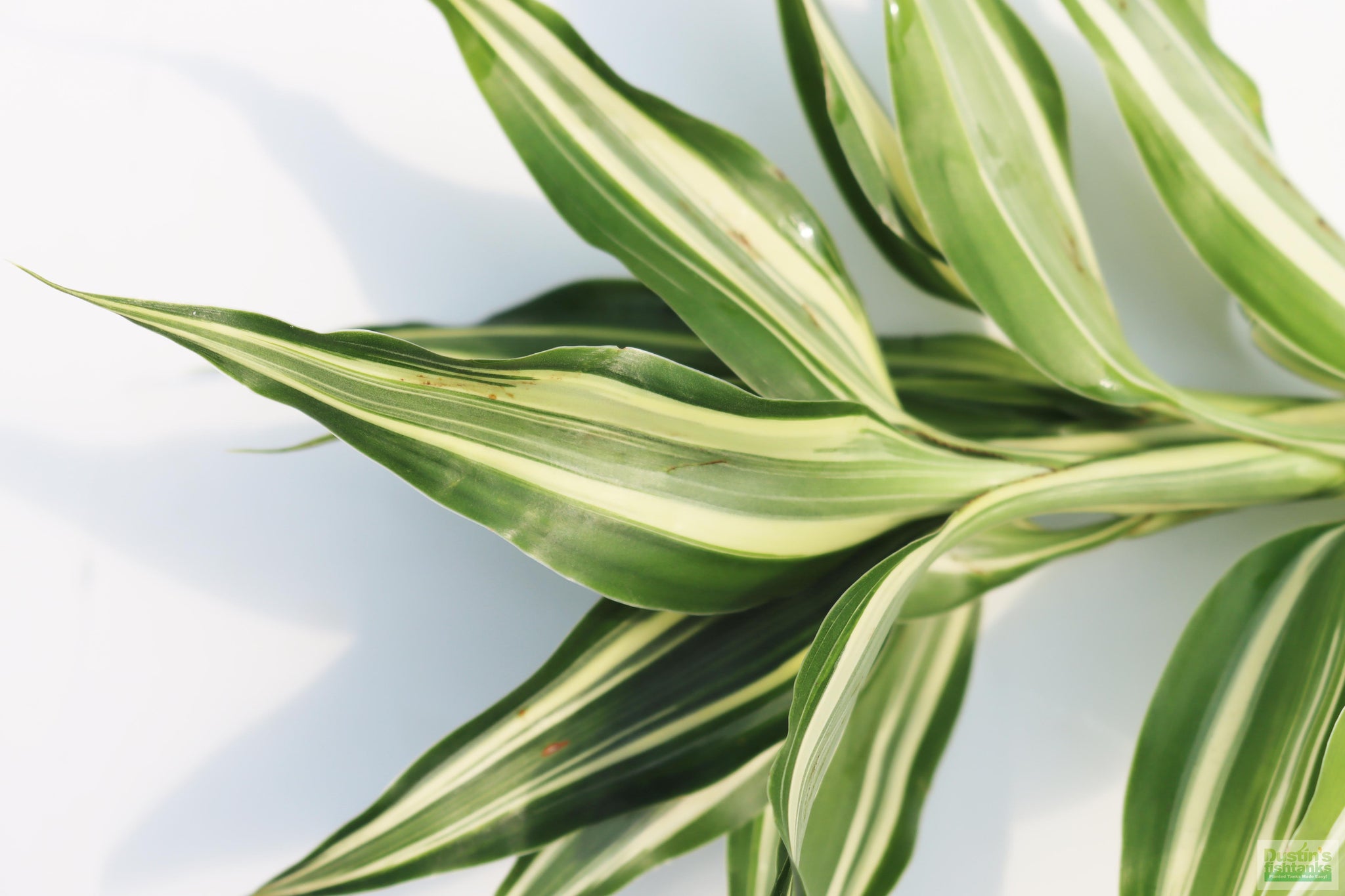 dracaena aquarium plant Dracaena Plant (fragrans) – DustinsFishtanks