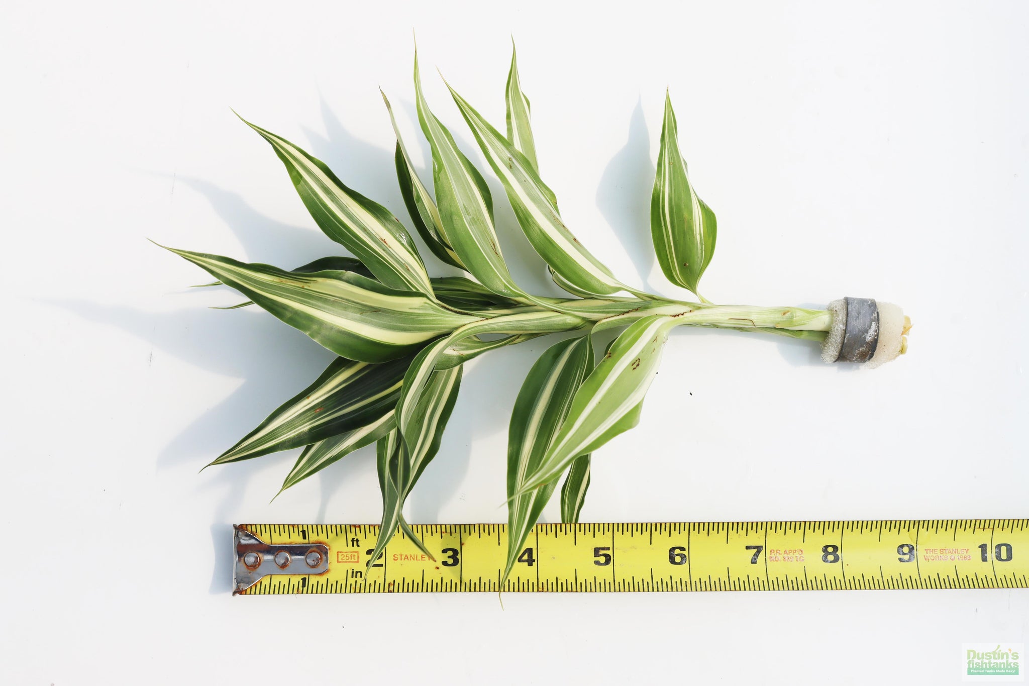 Dracaena Plant (fragrans) – DustinsFishtanks