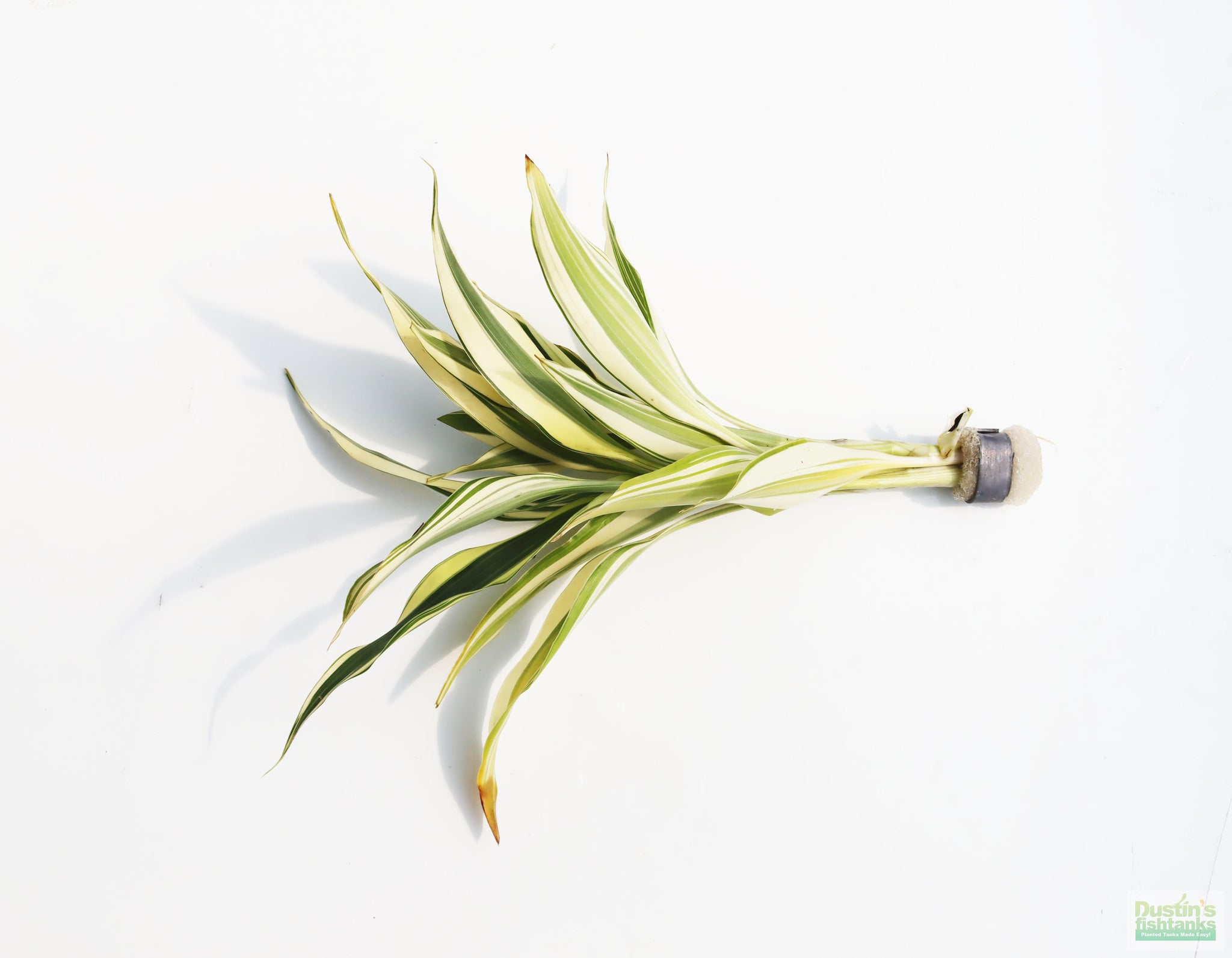 dracaena variegatus aquarium Dracaena Plant (fragrans) – DustinsFishtanks